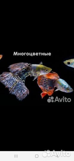 Аквариумные рыбки