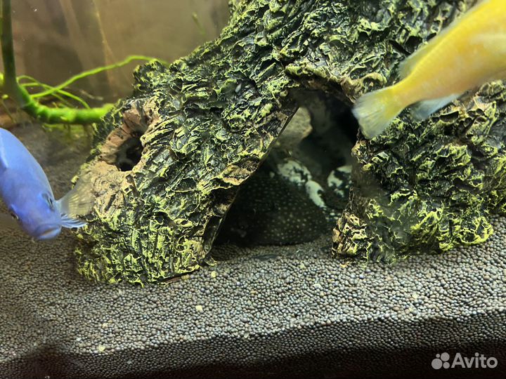 Парчовый сом