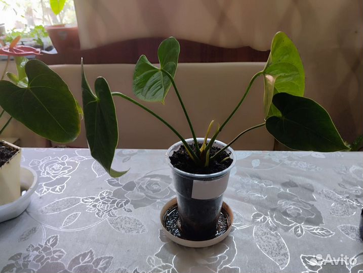 Антуриум пеларгония касандра