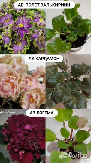 Фиалки стартеры