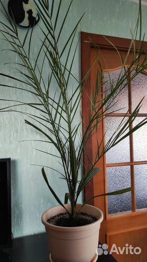 Финиковая пальма