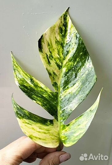 Ароидные новинки