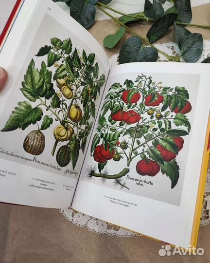 Книга репродукций гравюр 1613 г. Ботаника