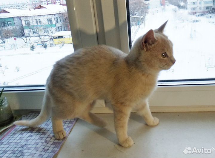 Кот 5 месяцев