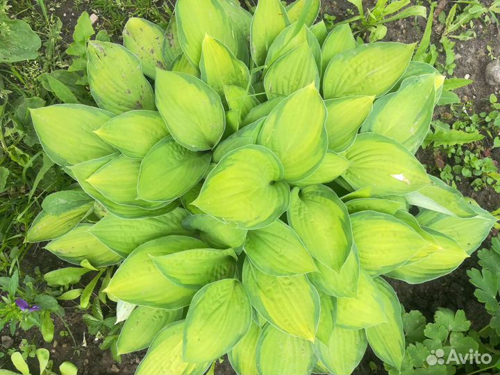 Хосты, очиток