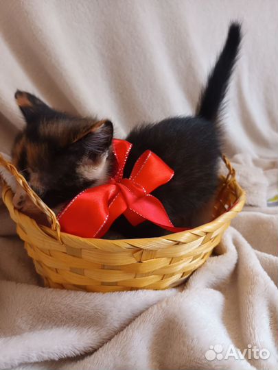 Котята отдам в добрые руки бесплатно