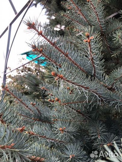 Ель (канадская) голубая, 7 м