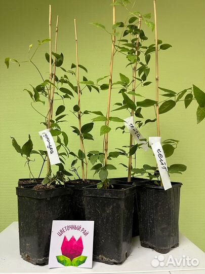 Клематис Перида