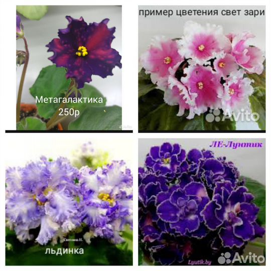 Сортовые фиалки, детки, листья