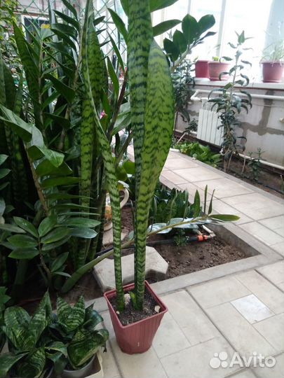 Продам цветы комнатные