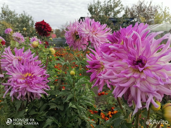 Георгины клубни