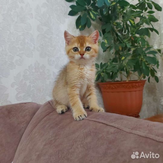 Британские котята золотая шиншилла