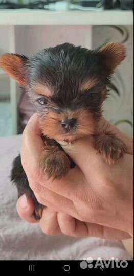 Девочки йорка