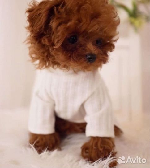 Микро пудель девочка Тедди
