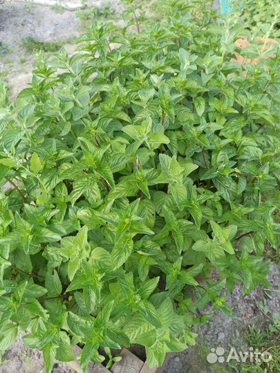 Мята саженцы и срез