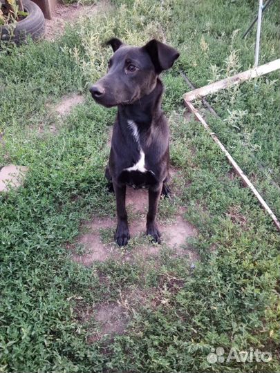 Собака в добрые руки