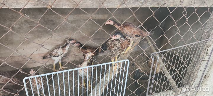 Куры и петухи