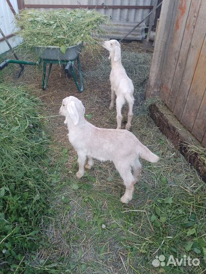 Козлики камори