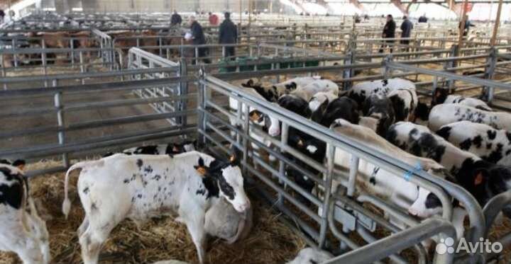 Телята бычки