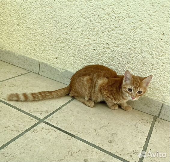 Рыжий котенок мальчик в добрые руки