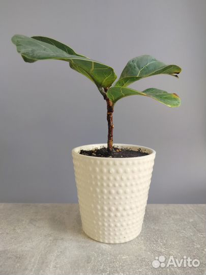 Фикус лирата в керамическом горшке