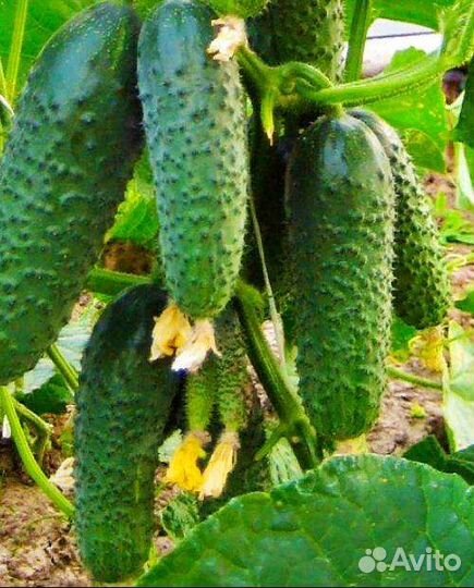 Самый урожайный гибрид огурца из Испании Бэрд F1