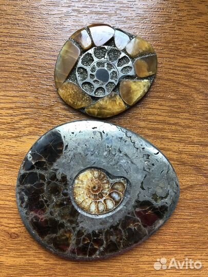 Аммонит Симбирцит