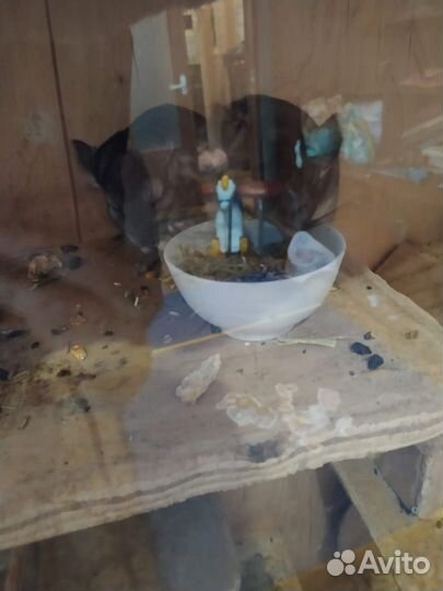 Шиншиллы с клеткой-витриной