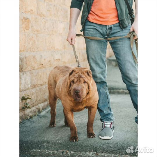 Шарпей отдам