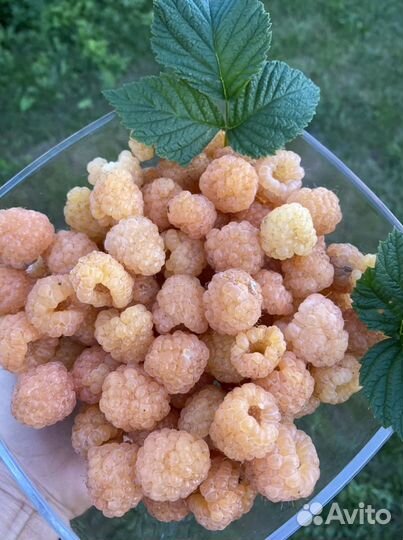 Саженцы желтой малины