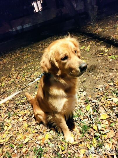 Передержка собак