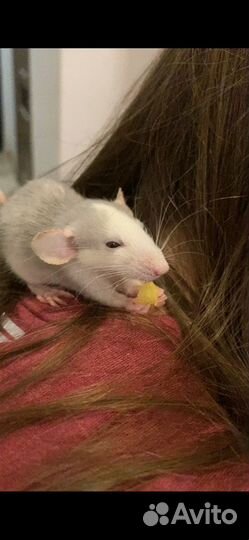 Крысята с клеткой