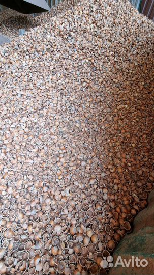 Скорлупа фундука