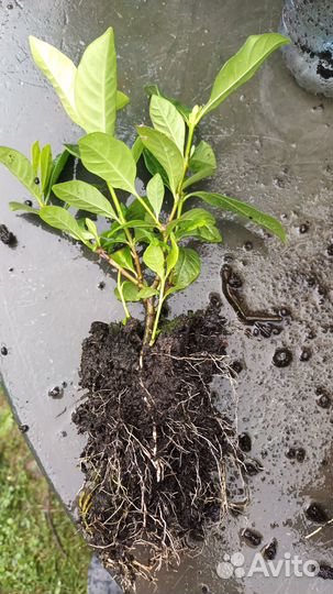 Гардения махровая