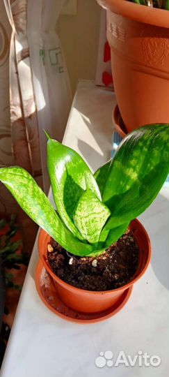 Сансевиерия ханни