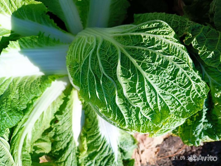 Пекинская капуста