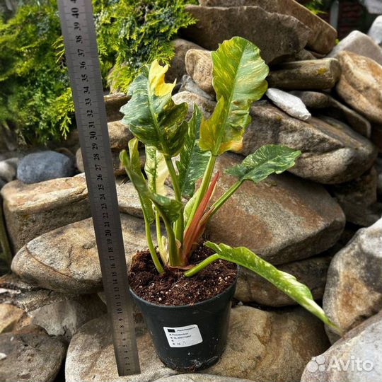 Филодендрон ринг оф файер.D14