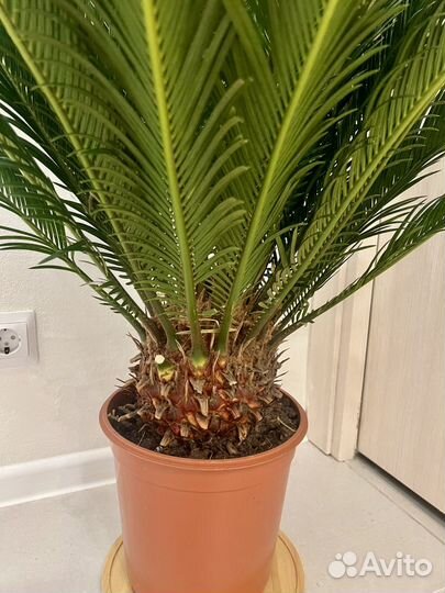 Цикас до 100 см Древнее растение для дома