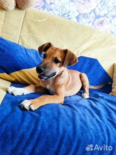 Щенок в добрые руки