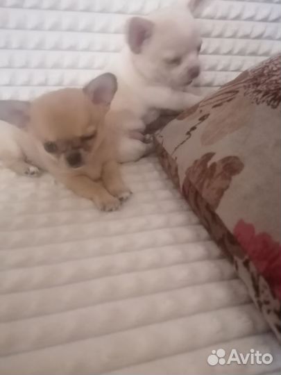 Маленькая собака чихуахуа