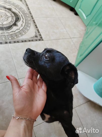 Собака в добрые руки