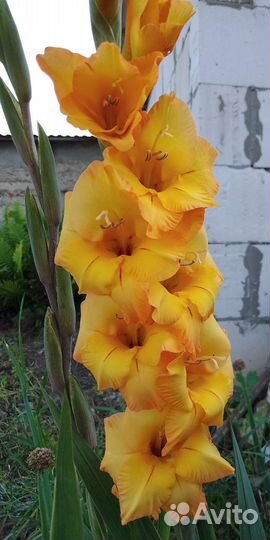 Гладиолусы луковицы