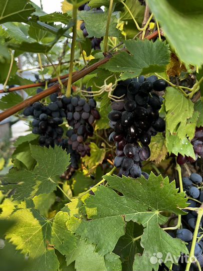 Винный виноград