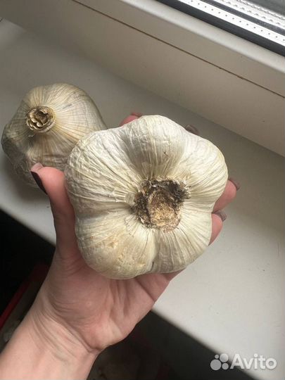Чеснок рокамболь