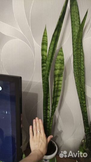 Сансевиерия длинный цветок около метра тёщин язык
