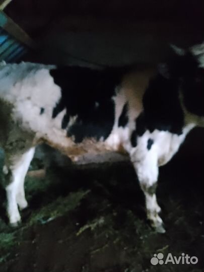 Бычки и быки