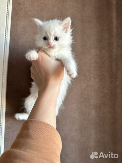 Пушистые котята