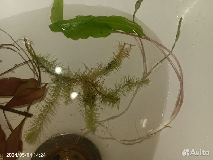 Растения для аквариума