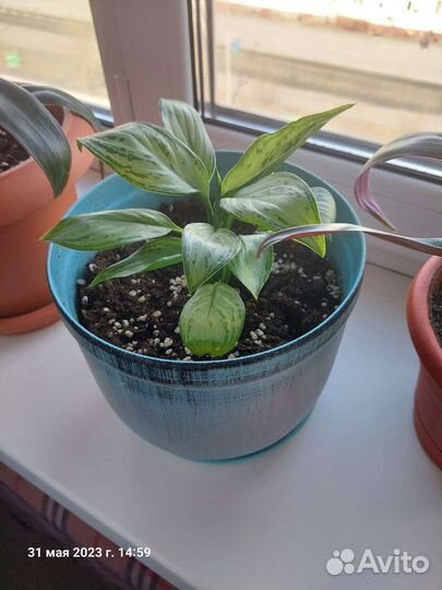 Комнатные растения