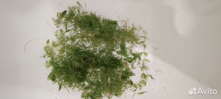 Криптокорина, валлиснерия, роголистник